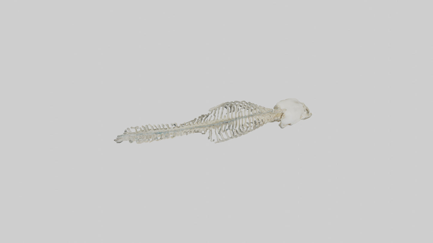 3D model Moray Eel Skeleton model VR / AR / low-poly