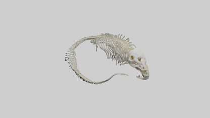 3D model Moray Eel Skeleton model VR / AR / low-poly