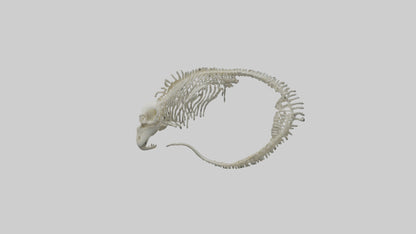 3D model Moray Eel Skeleton model VR / AR / low-poly