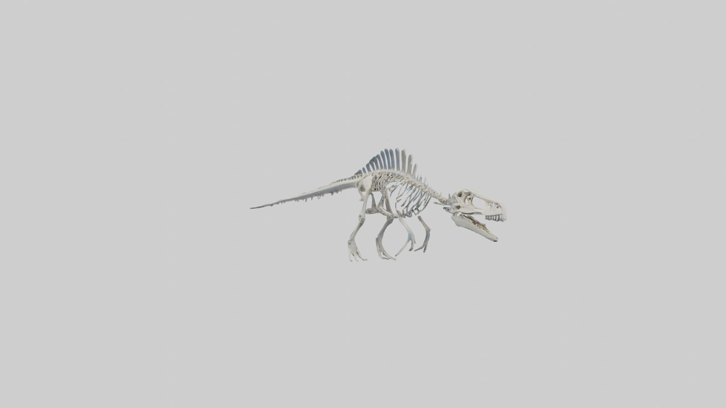 3D model Mosasaurus Skeleton model VR / AR / low-poly