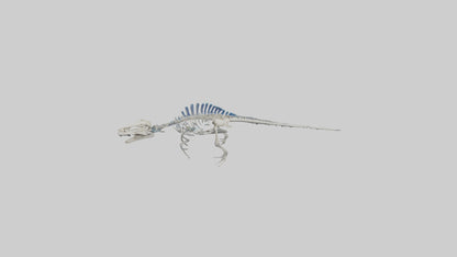 3D model Mosasaurus Skeleton model VR / AR / low-poly