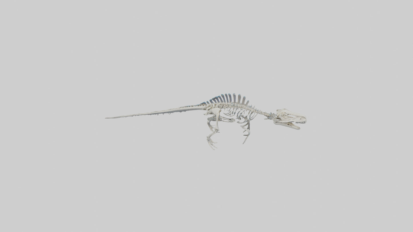 3D model Mosasaurus Skeleton model VR / AR / low-poly