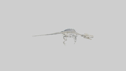 3D model Mosasaurus Skeleton model VR / AR / low-poly