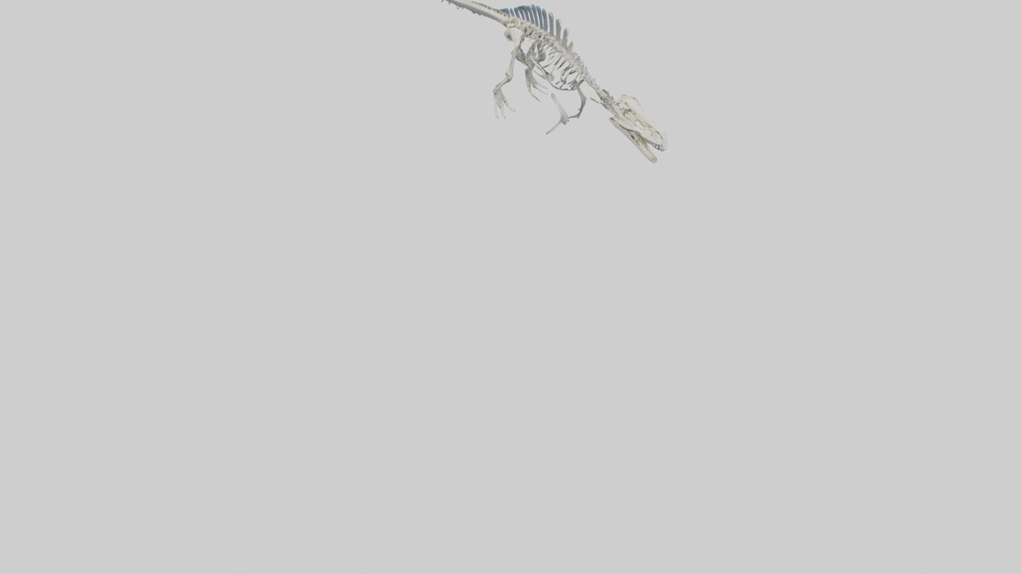 3D model Mosasaurus Skeleton model VR / AR / low-poly