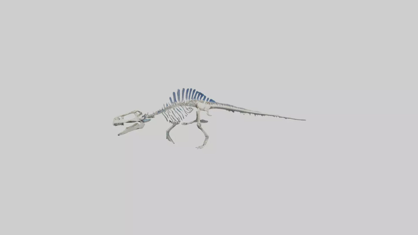 3D model Mosasaurus Skeleton model VR / AR / low-poly