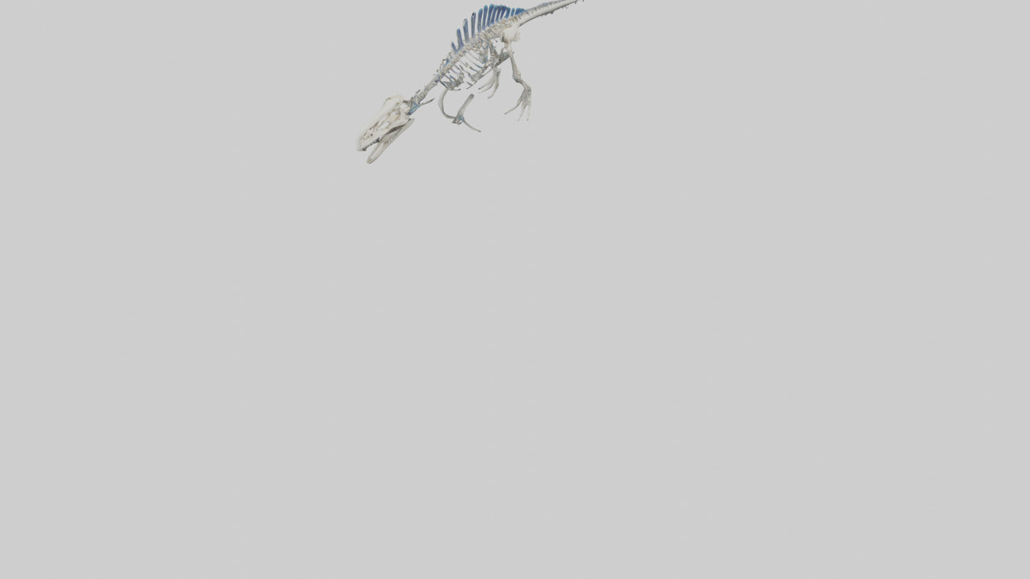 3D model Mosasaurus Skeleton model VR / AR / low-poly