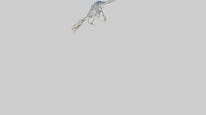 3D model Mosasaurus Skeleton model VR / AR / low-poly
