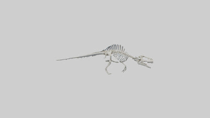 3D model Mosasaurus Skeleton model VR / AR / low-poly