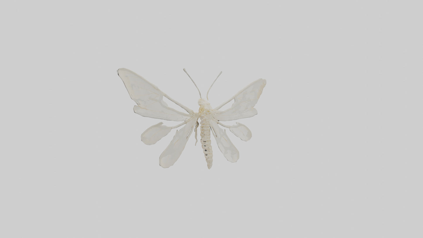 3D model Moth Skeleton model VR / AR / low-poly