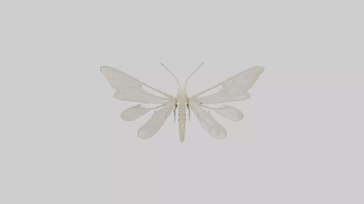3D model Moth Skeleton model VR / AR / low-poly
