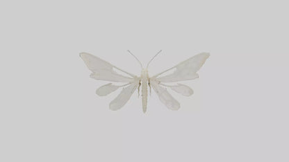 3D model Moth Skeleton model VR / AR / low-poly