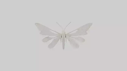 3D model Moth Skeleton model VR / AR / low-poly