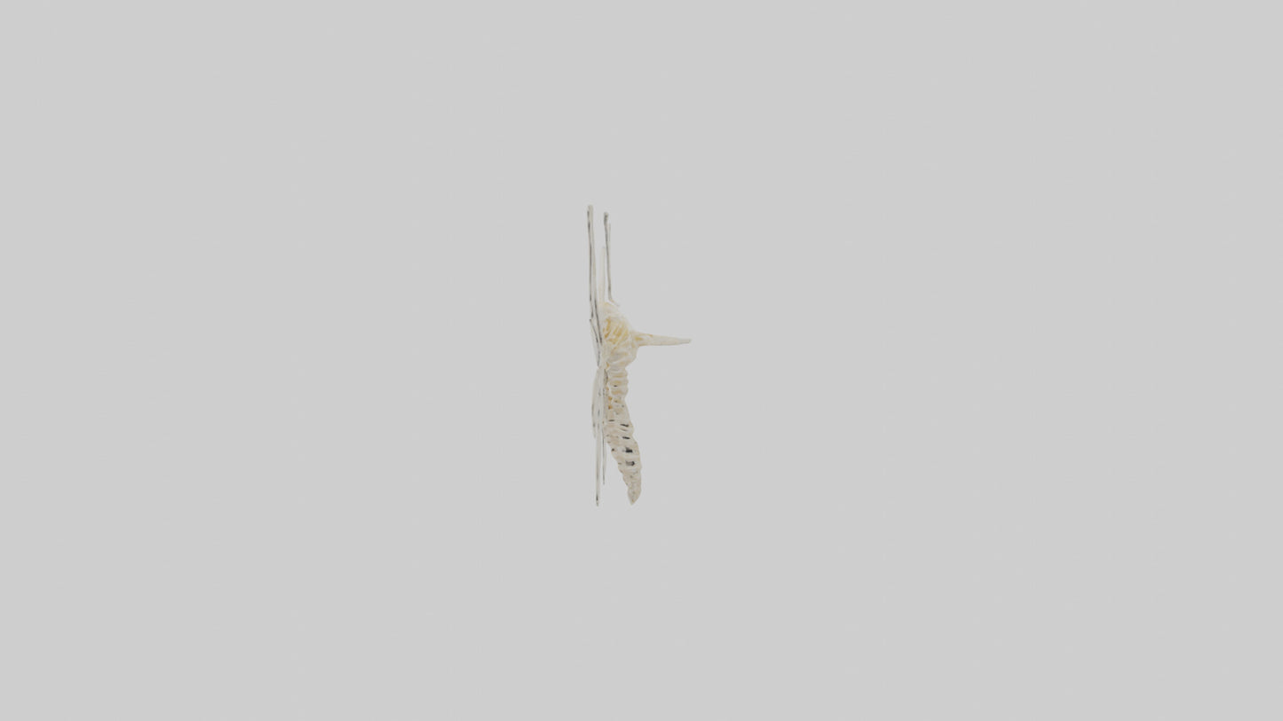 3D model Moth Skeleton model VR / AR / low-poly