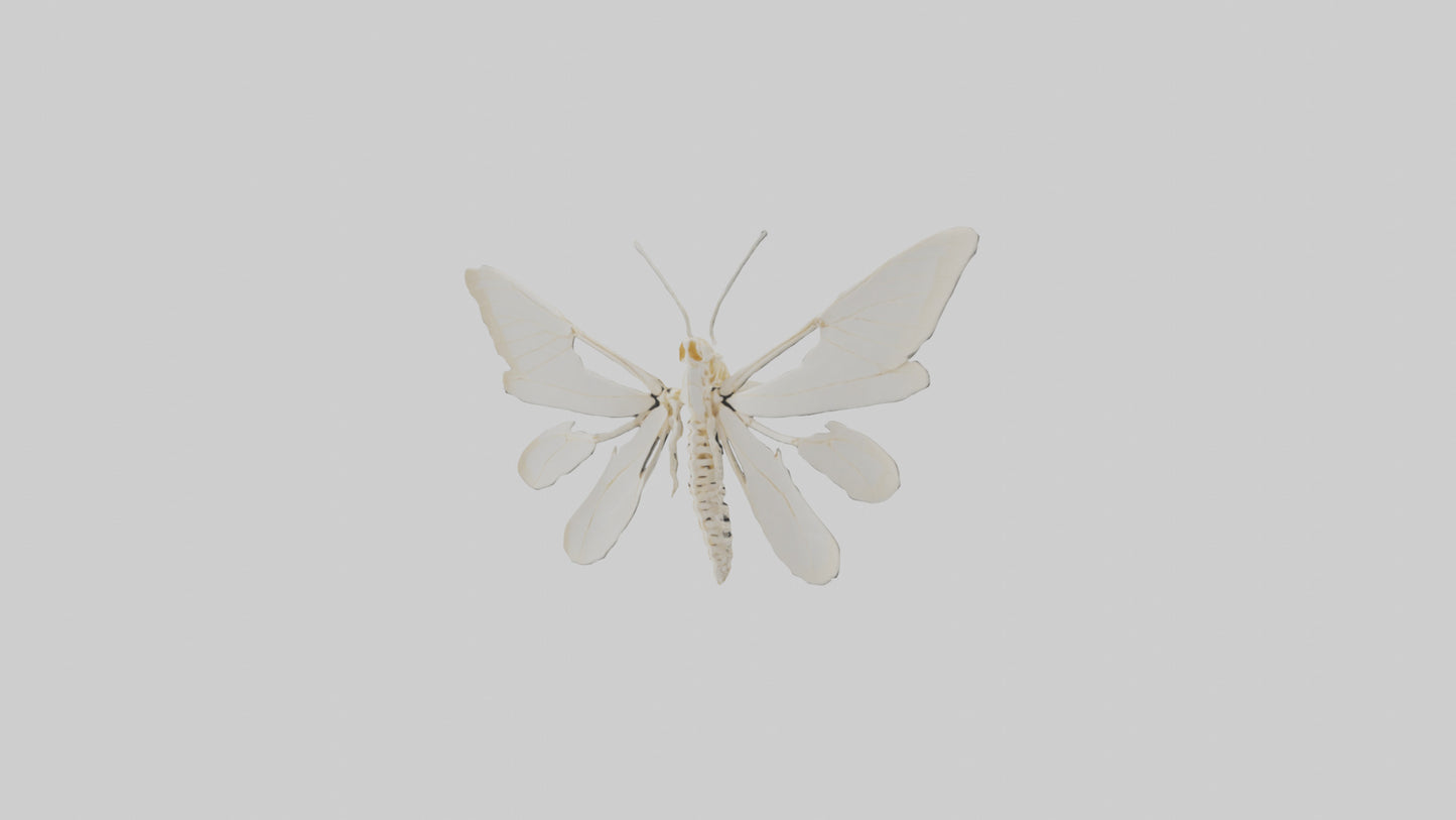 3D model Moth Skeleton model VR / AR / low-poly