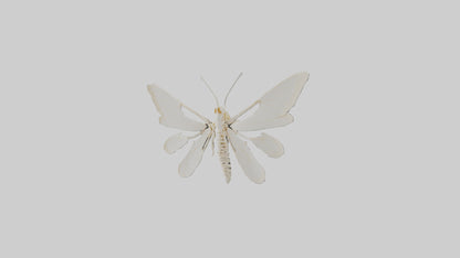 3D model Moth Skeleton model VR / AR / low-poly