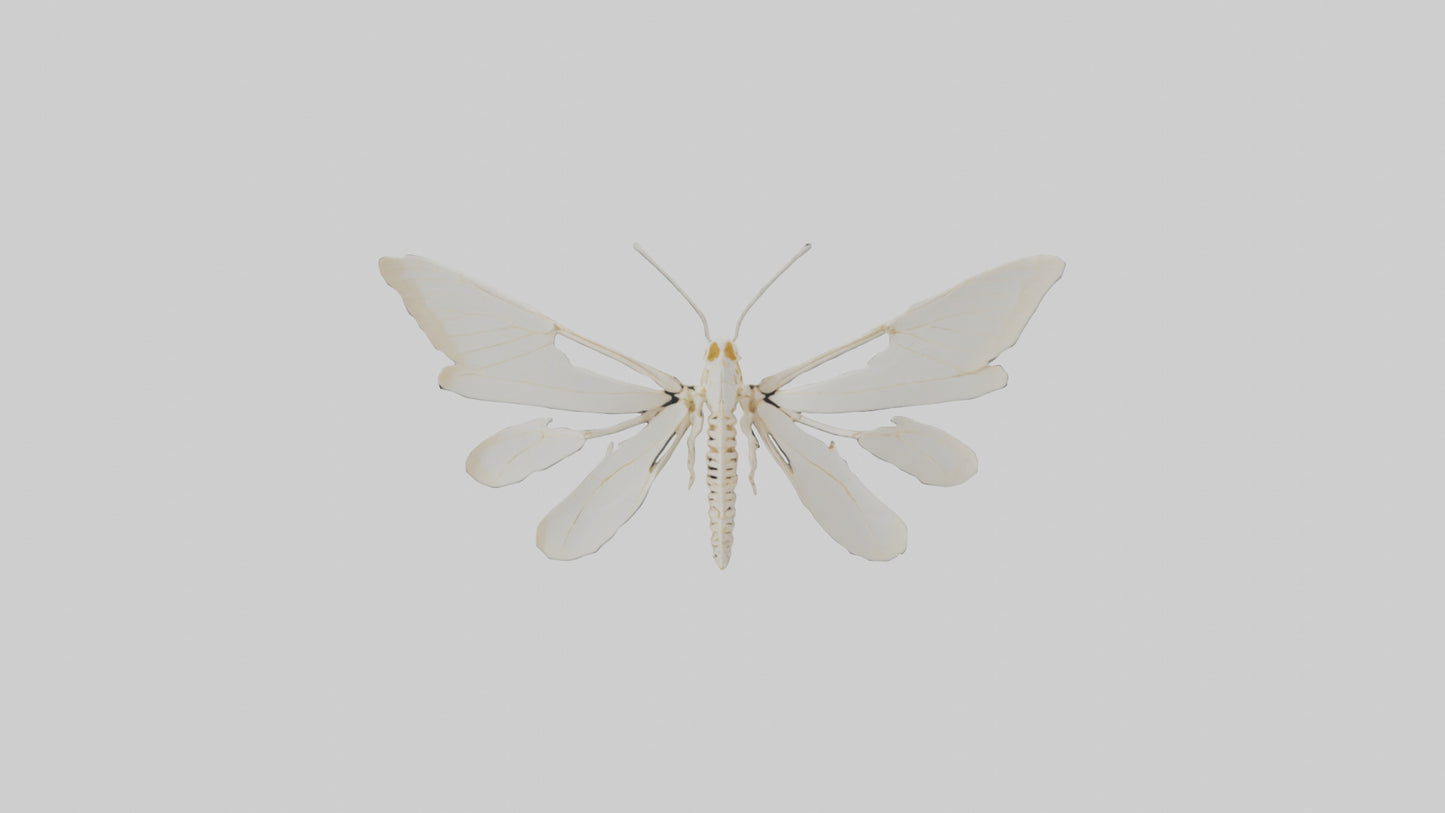 3D model Moth Skeleton model VR / AR / low-poly
