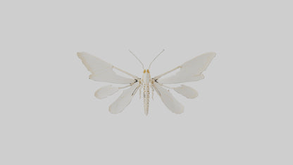 3D model Moth Skeleton model VR / AR / low-poly