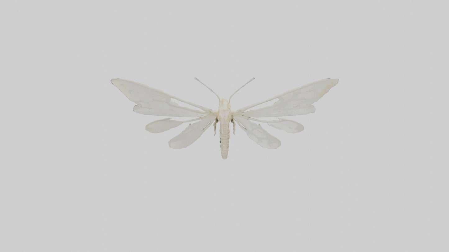 3D model Moth Skeleton model VR / AR / low-poly