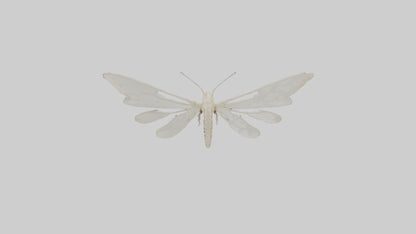 3D model Moth Skeleton model VR / AR / low-poly