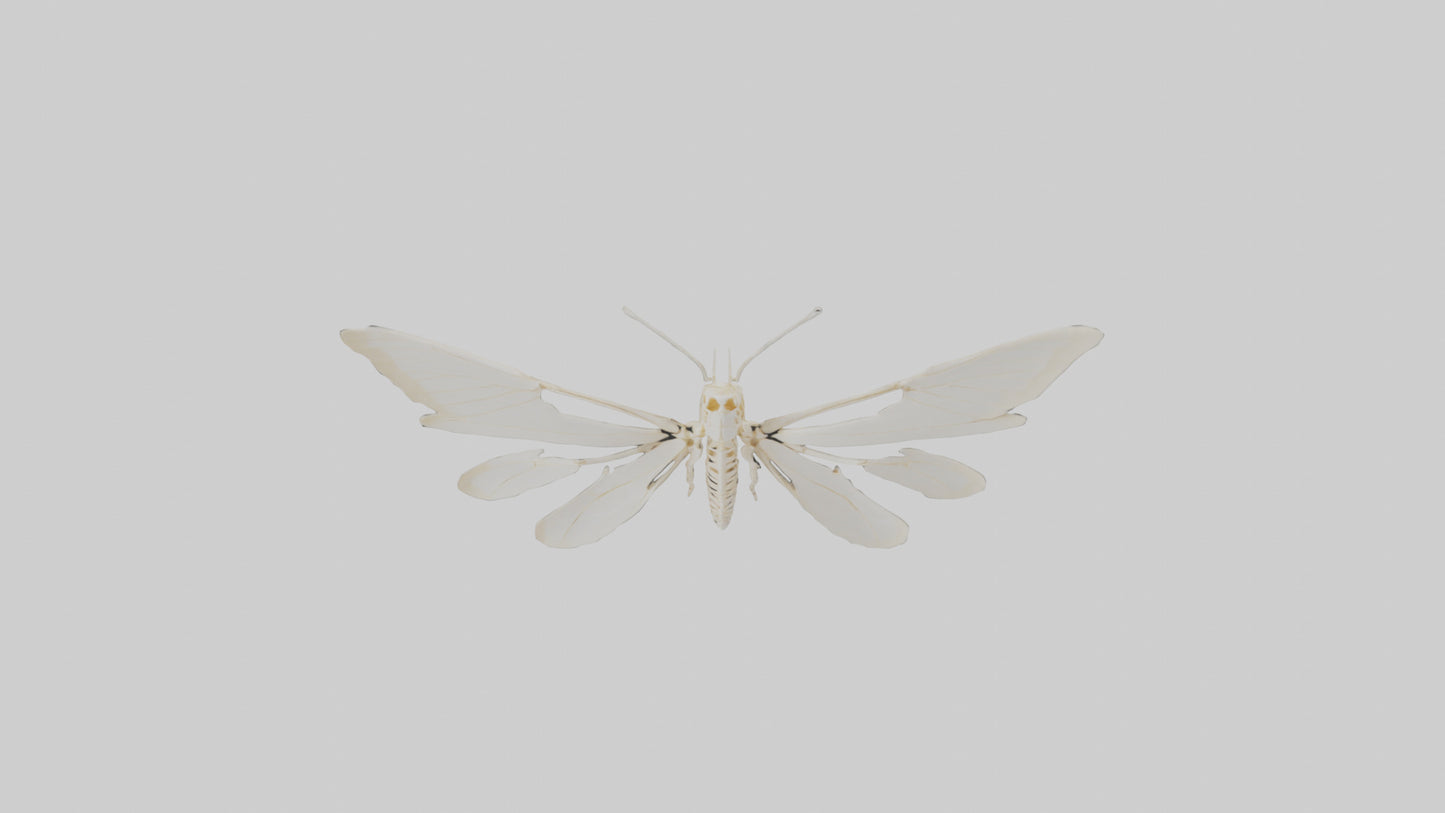 3D model Moth Skeleton model VR / AR / low-poly