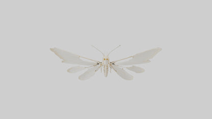 3D model Moth Skeleton model VR / AR / low-poly