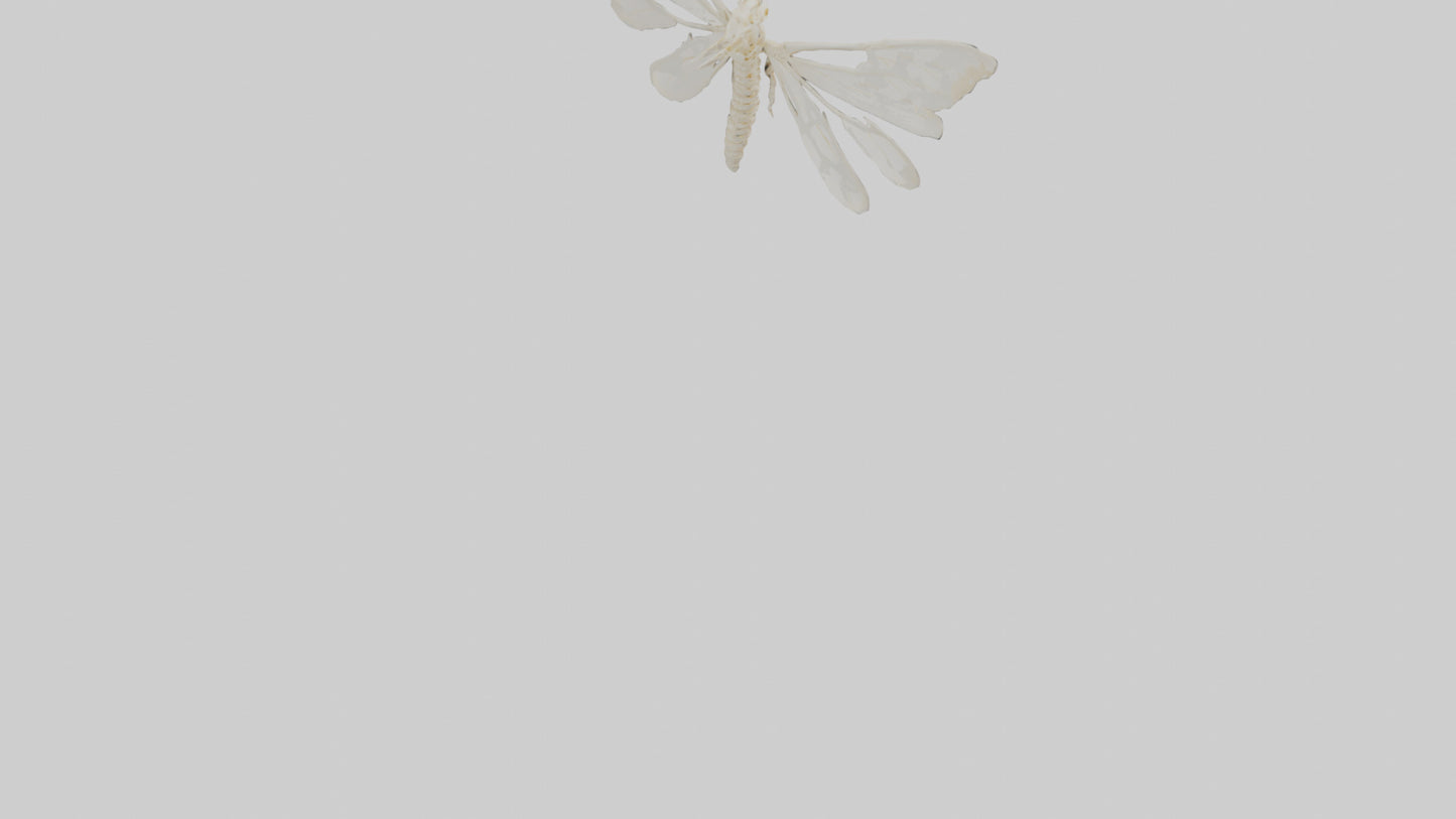3D model Moth Skeleton model VR / AR / low-poly