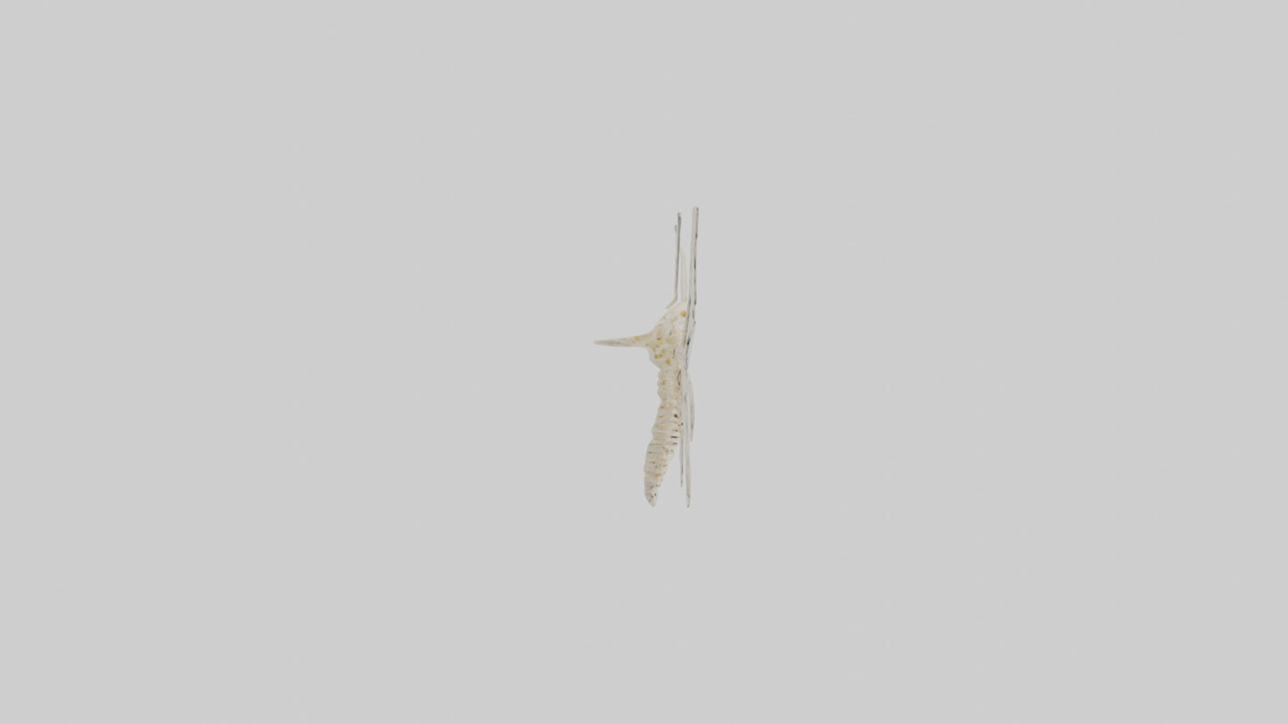 3D model Moth Skeleton model VR / AR / low-poly
