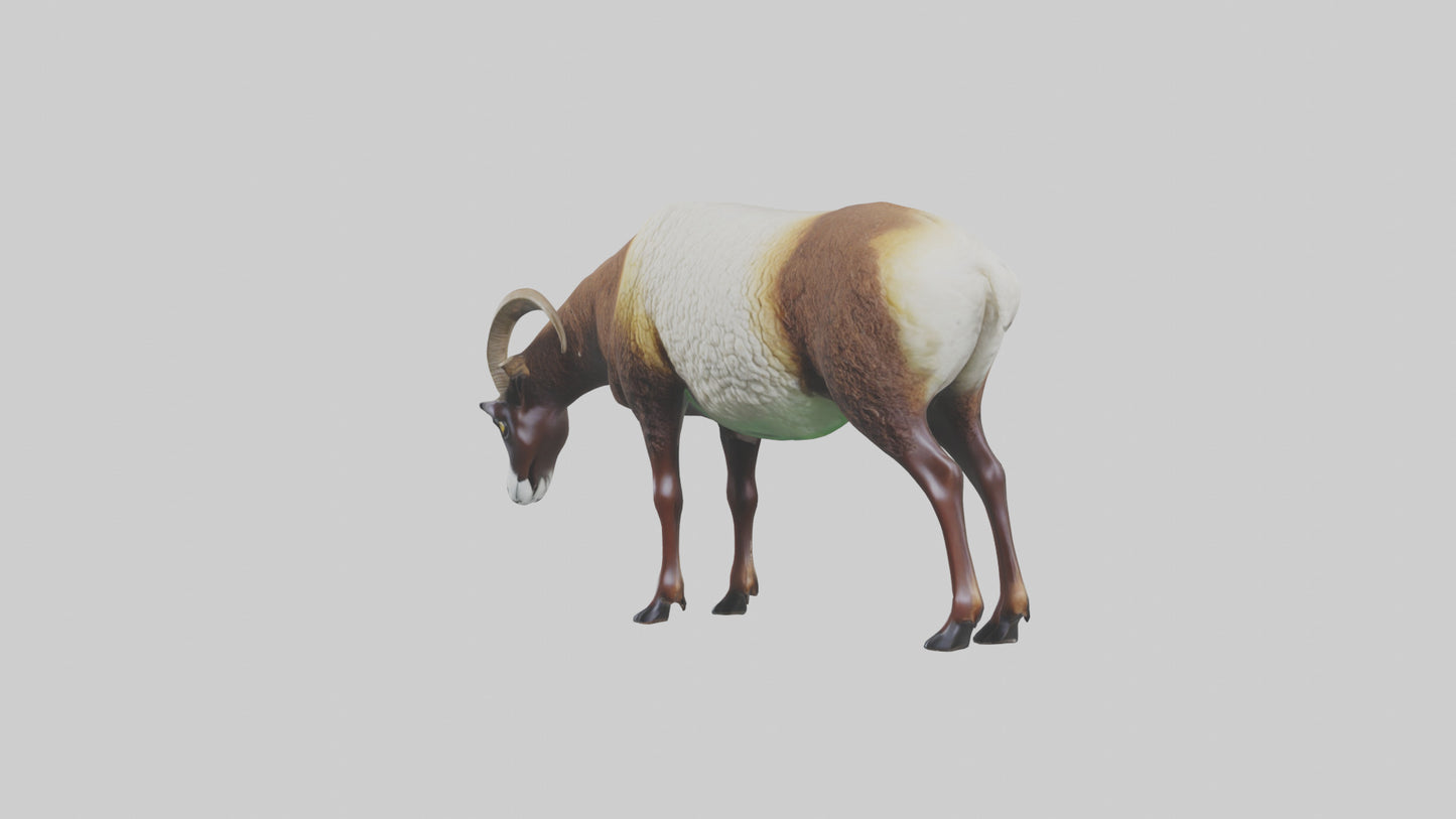 3D model Mouflon sheep grazing model VR / AR / low-poly