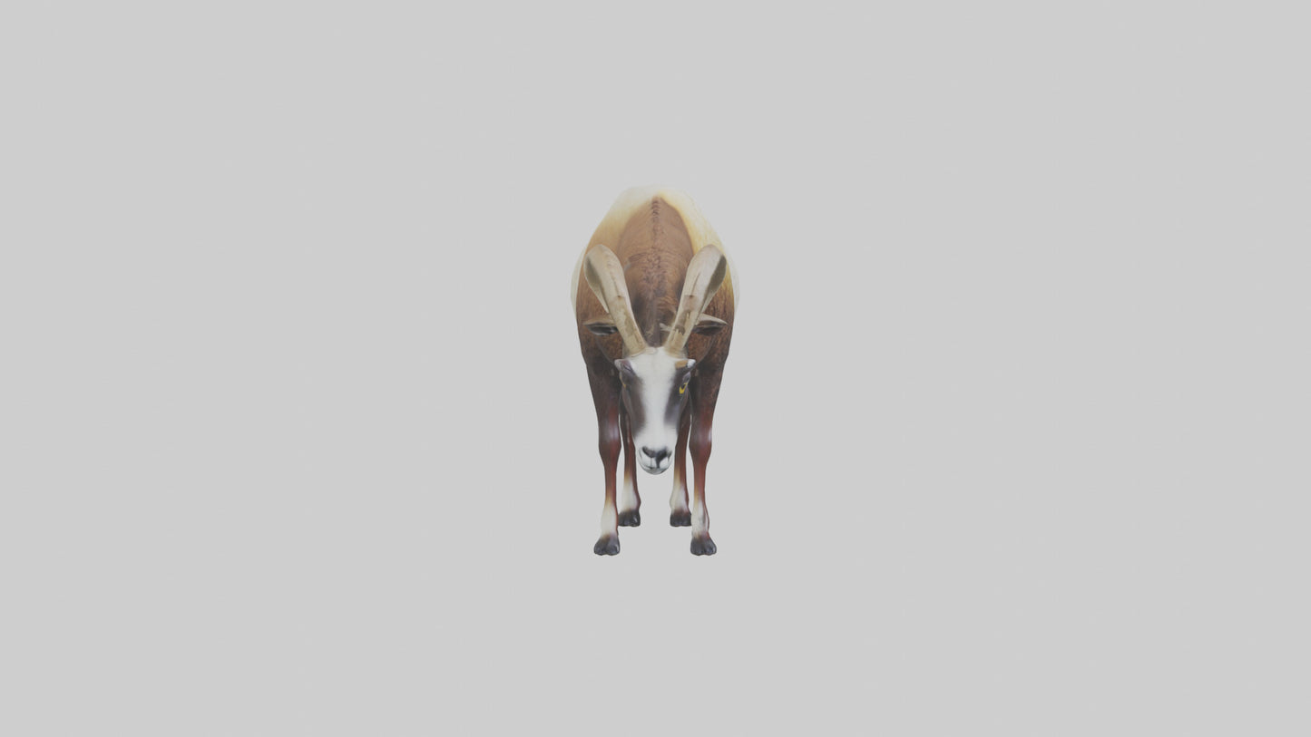 3D model Mouflon sheep grazing model VR / AR / low-poly