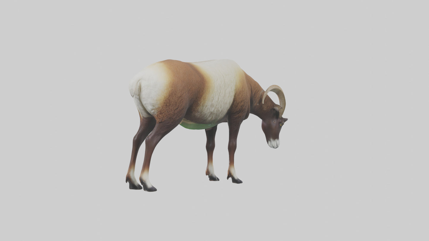3D model Mouflon sheep grazing model VR / AR / low-poly