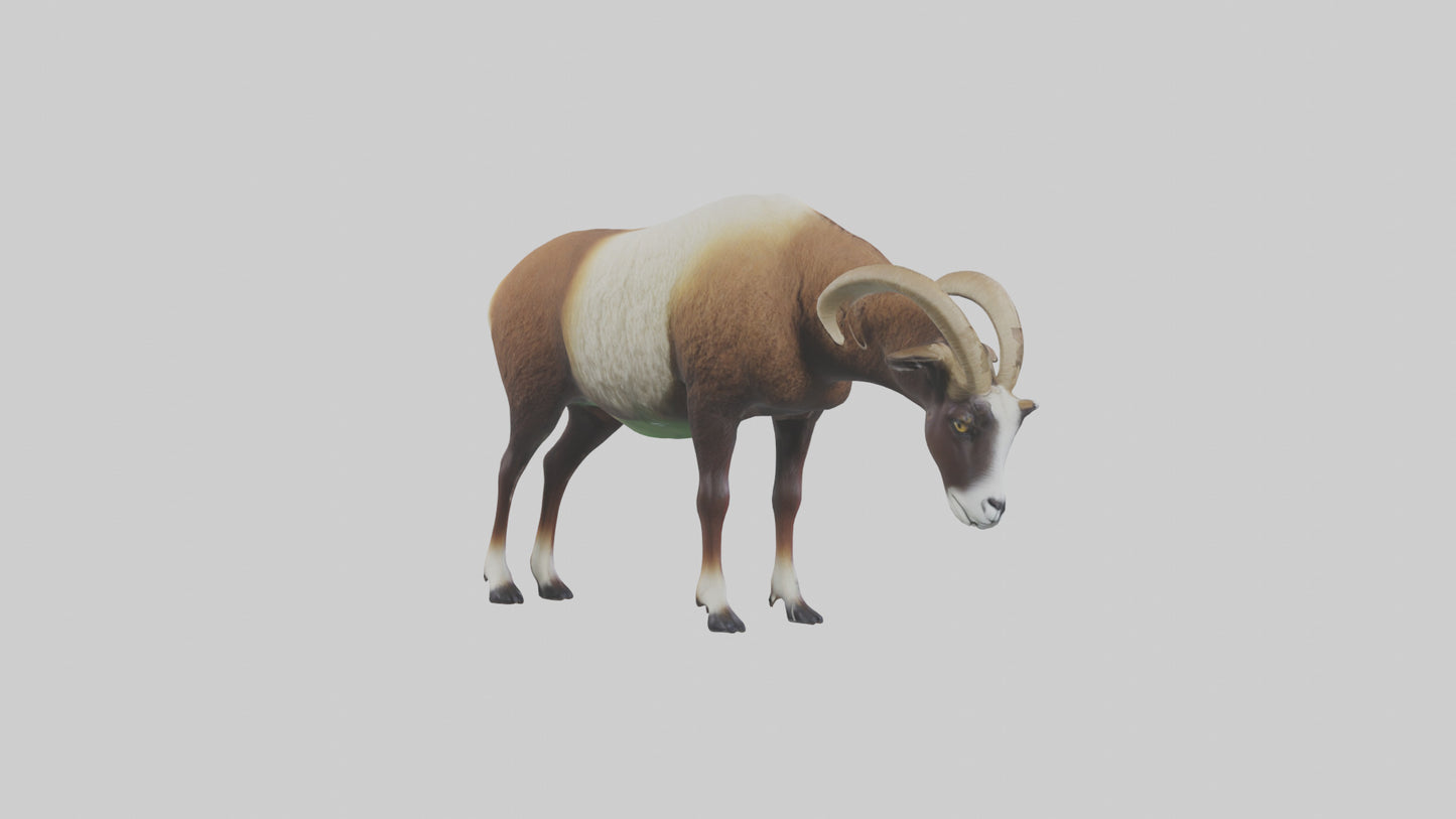 3D model Mouflon sheep grazing model VR / AR / low-poly