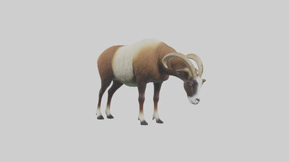 3D model Mouflon sheep grazing model VR / AR / low-poly