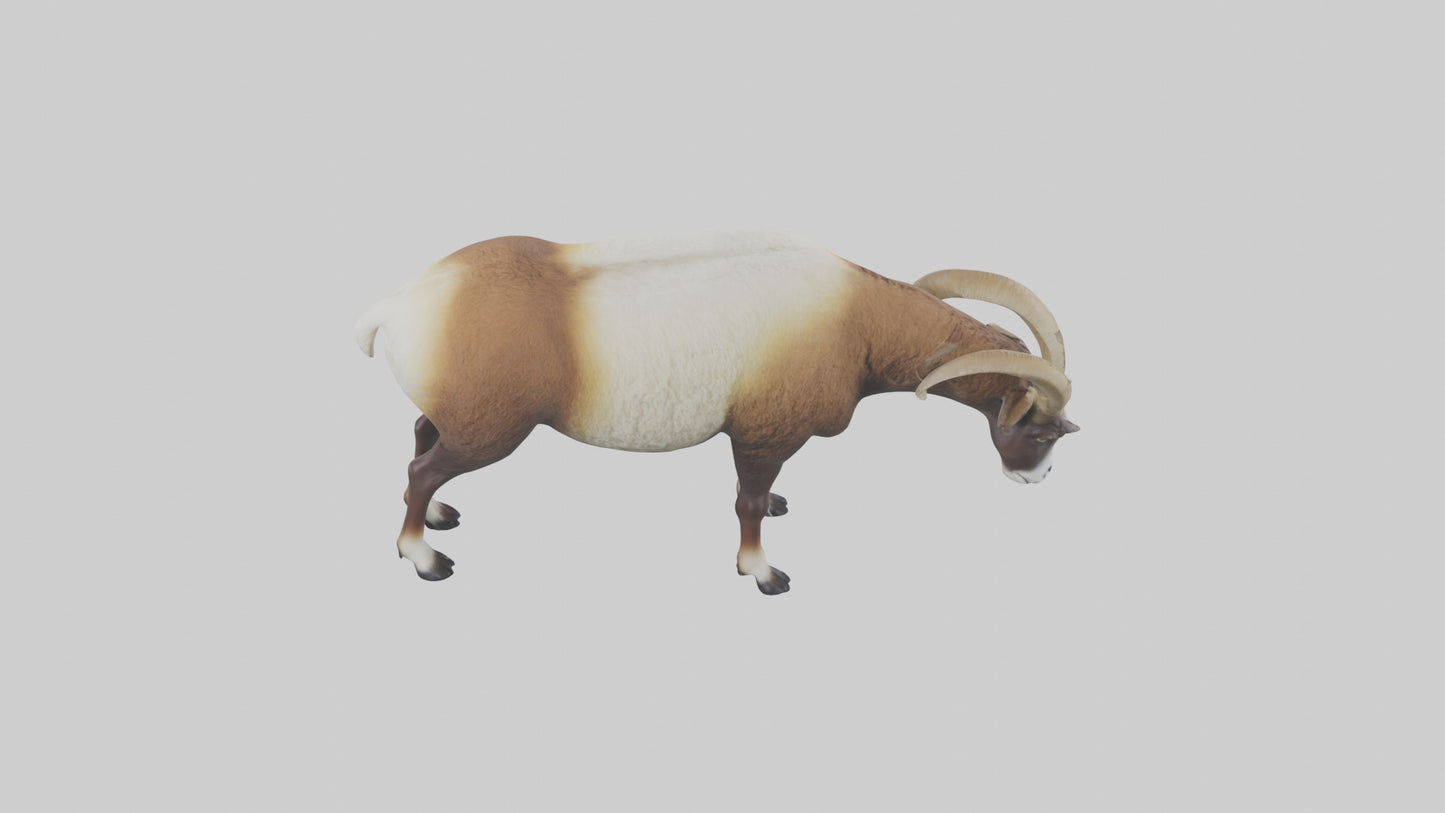 3D model Mouflon sheep grazing model VR / AR / low-poly