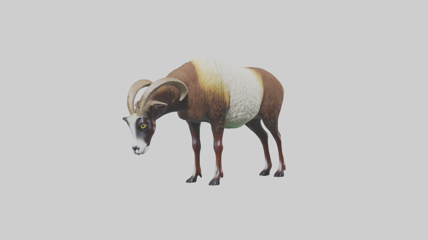 3D model Mouflon sheep grazing model VR / AR / low-poly