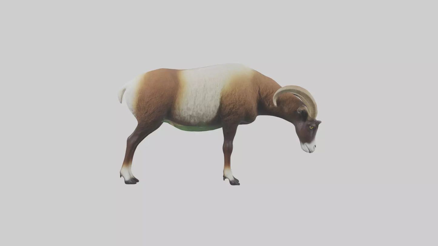 3D model Mouflon sheep grazing model VR / AR / low-poly