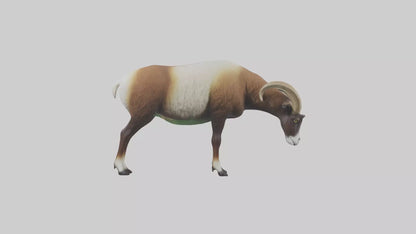 3D model Mouflon sheep grazing model VR / AR / low-poly