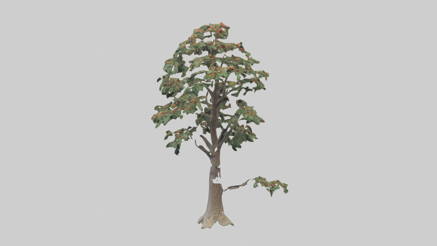 Mountain Ash tree model VR / AR / low-poly