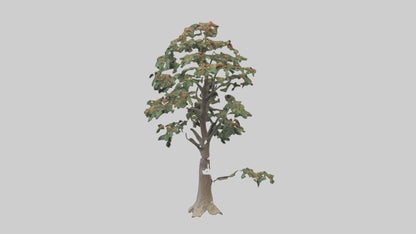 Mountain Ash tree model VR / AR / low-poly