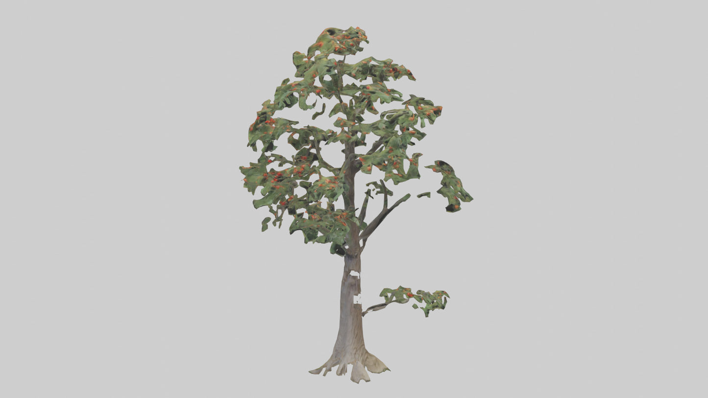 Mountain Ash tree model VR / AR / low-poly