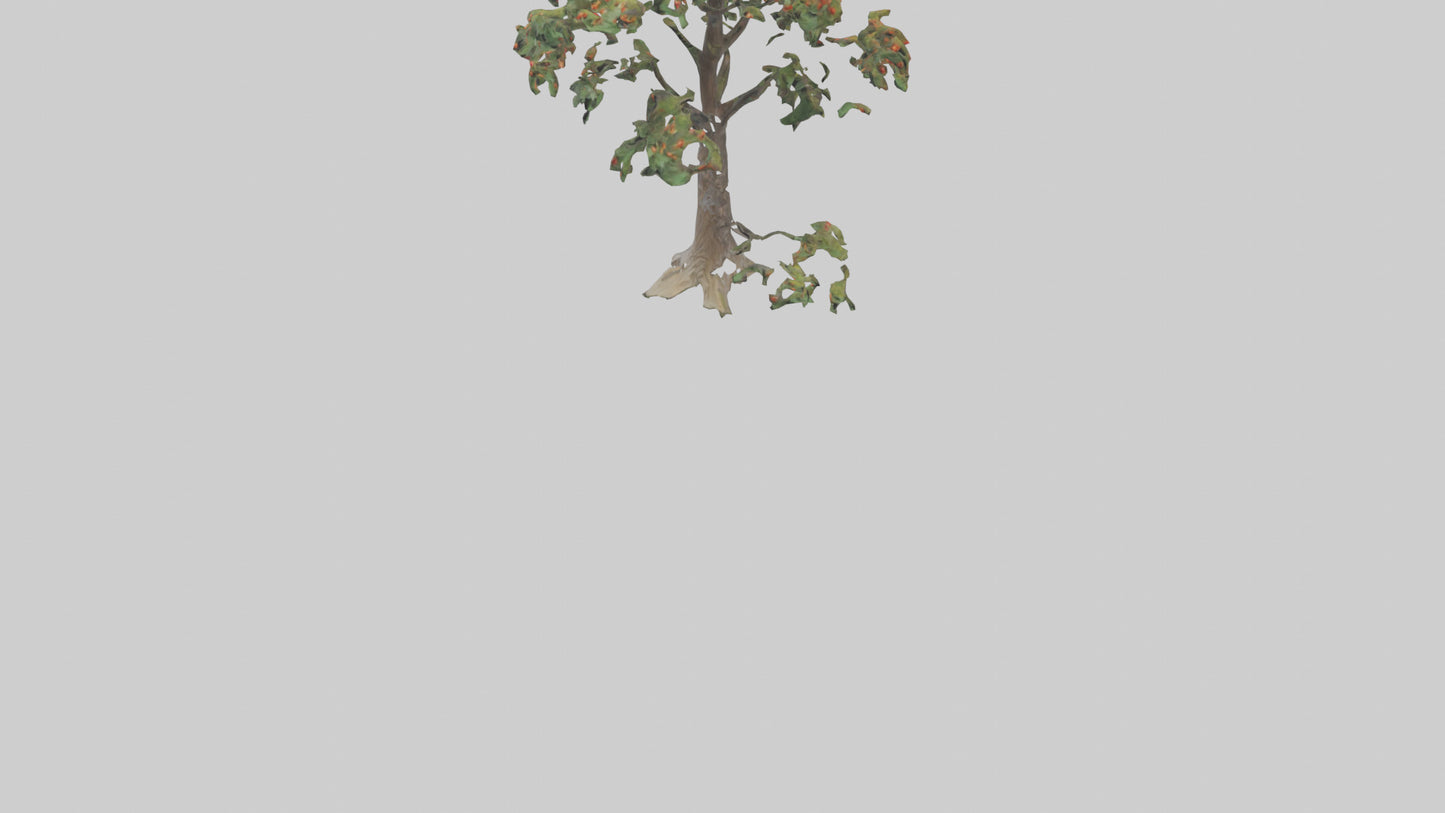 Mountain Ash tree model VR / AR / low-poly