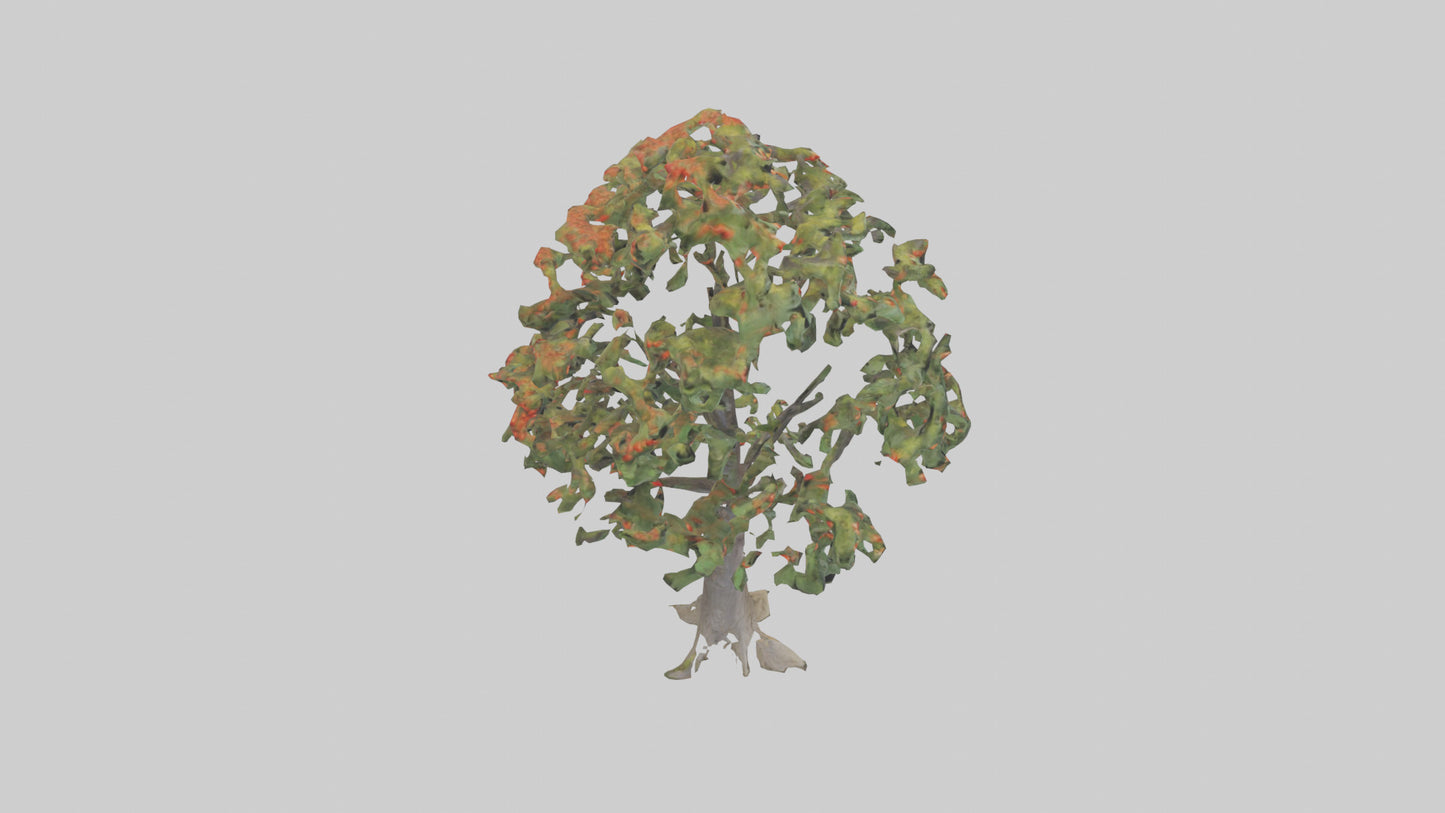 Mountain Ash tree model VR / AR / low-poly