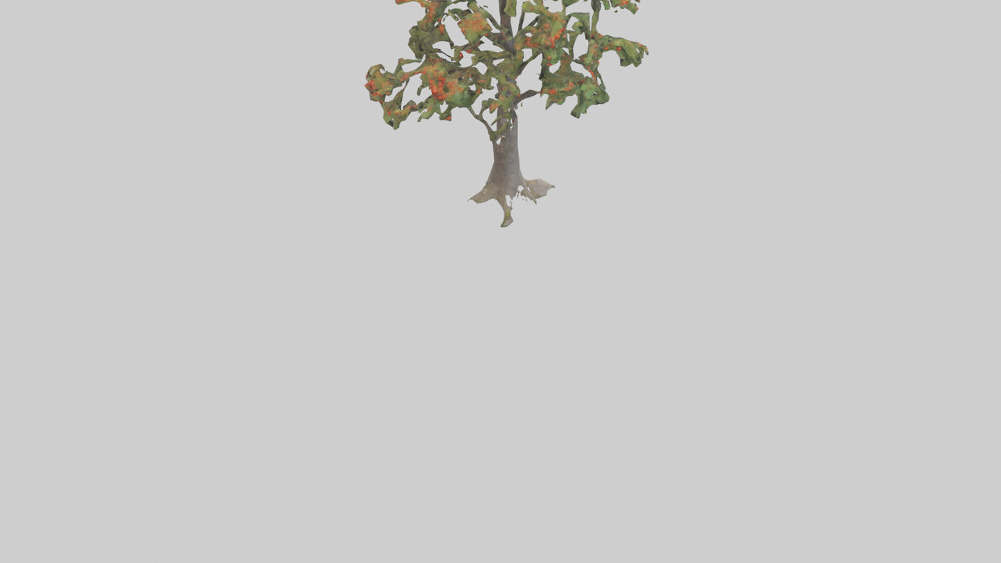 Mountain Ash tree model VR / AR / low-poly