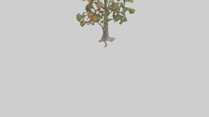 Mountain Ash tree model VR / AR / low-poly