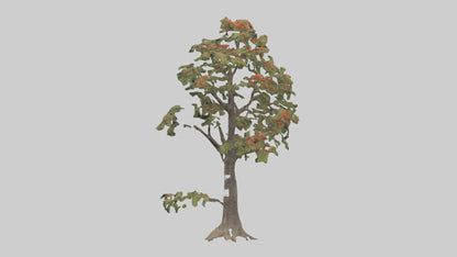 Mountain Ash tree model VR / AR / low-poly