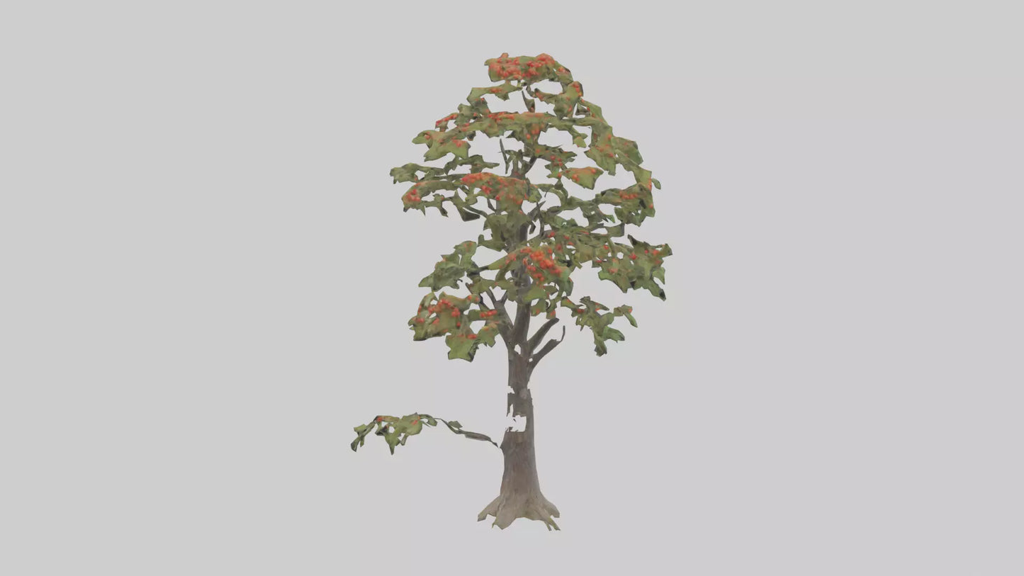 Mountain Ash tree model VR / AR / low-poly