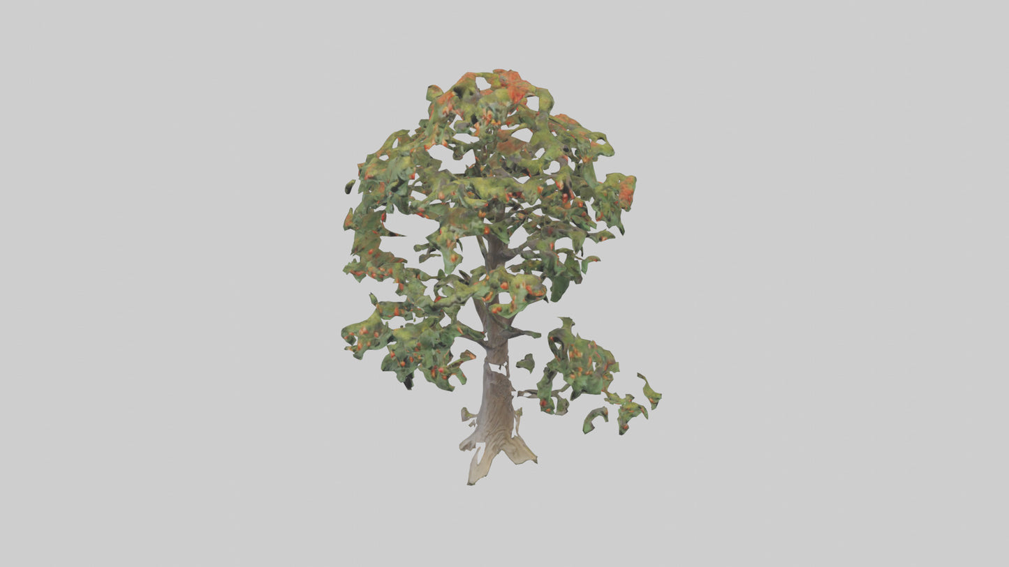 Mountain Ash tree model VR / AR / low-poly