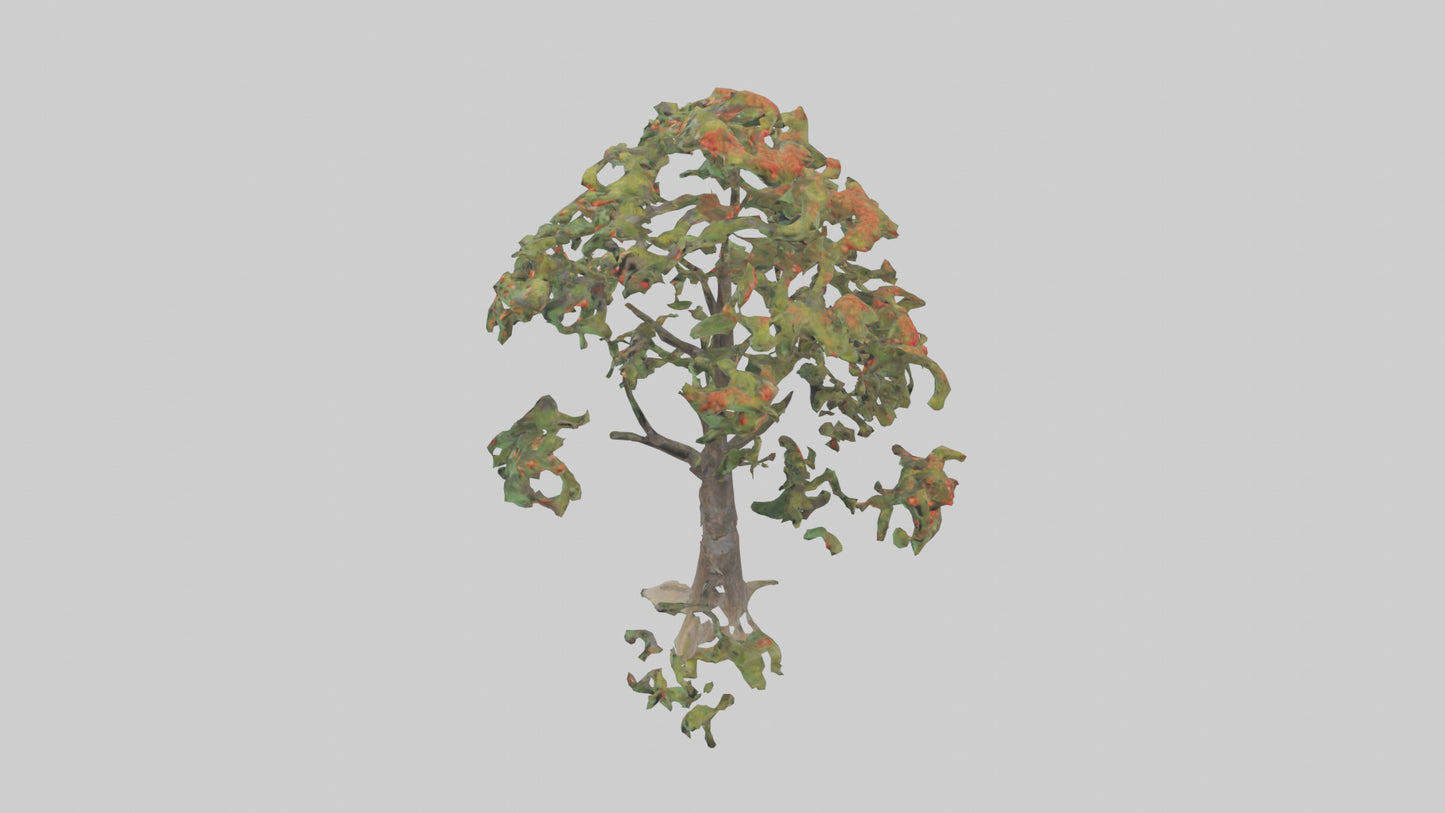 Mountain Ash tree model VR / AR / low-poly
