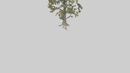 Mountain Ash tree model VR / AR / low-poly