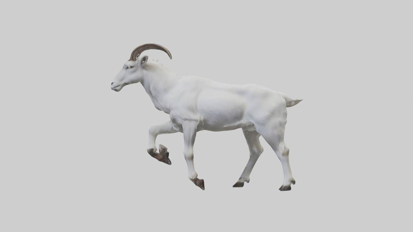 3D model Mountain Goat scaling cliff model VR / AR / low-poly
