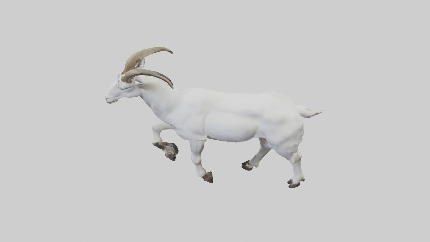 3D model Mountain Goat scaling cliff model VR / AR / low-poly